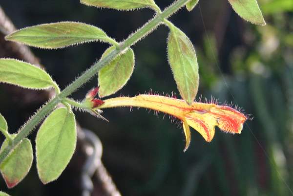 http://www.cloudjungle.com/CloudJungle/Gesneriaceae/Columnea/Columnea maryjane evans flower3.jpg